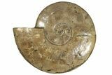 Flashy, Polished Ammonite (Cleoniceras) Fossil - Madagascar #227469-1